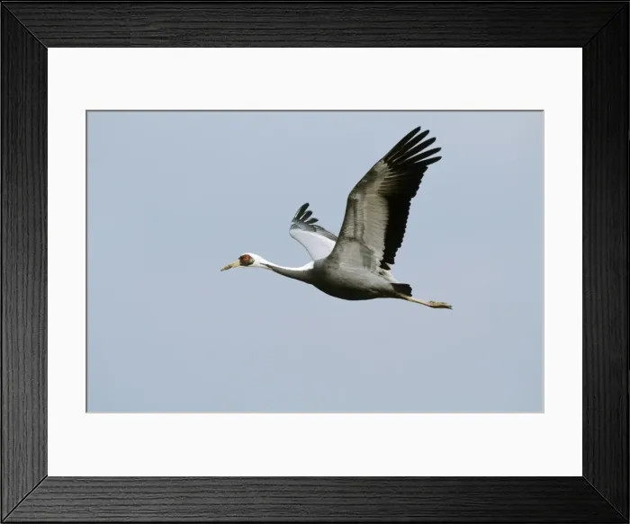 Framed Print : White-naped Crane - In flight - Arasaki swamps - Kagoshima Prefecture - Kyushu - Japan - central Asia to Japan JPF39808 Framed Print : White-naped Crane - In flight - Arasaki swamps - Kagoshima Prefecture - Kyushu - Japan - central Asia to Japan JPF39808