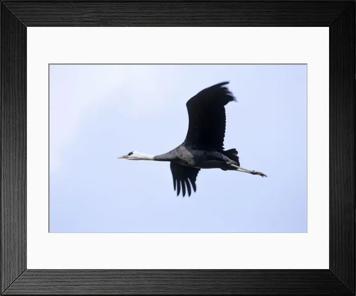 Framed Print : Hooded Crane - In flight - Arasaki swamps - Kagoshima Prefecture - Kyushu - Japan - eastern central Asia JPF39800 Framed Print : Hooded Crane - In flight - Arasaki swamps - Kagoshima Prefecture - Kyushu - Japan - eastern central Asia JPF39800