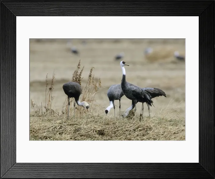 Framed Print : Hooded Crane - Wintering birds feeding - Arasaki swamps - Kagoshima Prefecture - Kyushu - Japan - eastern central Asia JPF39785 Framed Print : Hooded Crane - Wintering birds feeding - Arasaki swamps - Kagoshima Prefecture - Kyushu - Japan - eastern central Asia JPF39785