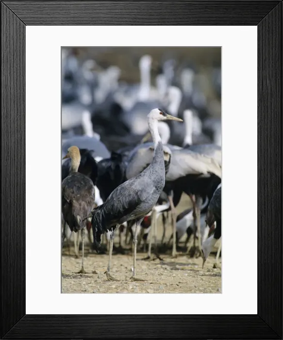 Framed Print : Hooded Crane - Wintering birds feeding - Arasaki swamps - Kagoshima Prefecture - Kyushu - Japan - eastern central Asia JPF39784 Framed Print : Hooded Crane - Wintering birds feeding - Arasaki swamps - Kagoshima Prefecture - Kyushu - Japan - eastern central Asia JPF39784