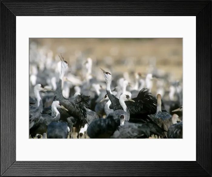 Framed Print : Hooded Crane - Wintering birds - Arasaki swamps - Kagoshima Prefecture - Kyushu - Japan - eastern central Asia JPF39782 Framed Print : Hooded Crane - Wintering birds - Arasaki swamps - Kagoshima Prefecture - Kyushu - Japan - eastern central Asia JPF39782