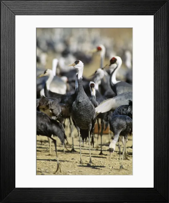 Framed Print : Hooded Crane - Wintering birds feeding - Arasaki swamps - Kagoshima Prefecture - Kyushu - Japan - eastern central Asia JPF39780 Framed Print : Hooded Crane - Wintering birds feeding - Arasaki swamps - Kagoshima Prefecture - Kyushu - Japan - eastern central Asia JPF39780