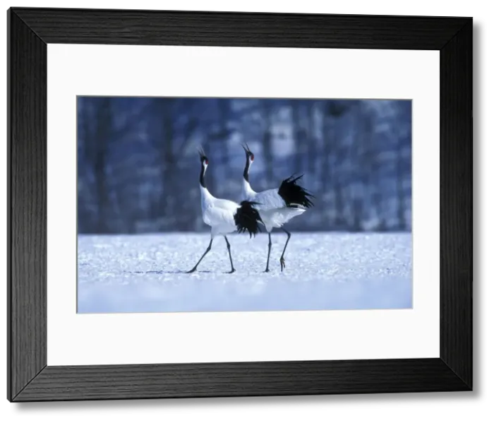 Framed Print : Red-crowned Crane - Courtship display - Kushiro Shitsugen National Park - Hokkaido - Japan - eastern Eurasia JPF39088 Framed Print : Red-crowned Crane - Courtship display - Kushiro Shitsugen National Park - Hokkaido - Japan - eastern Eurasia JPF39088