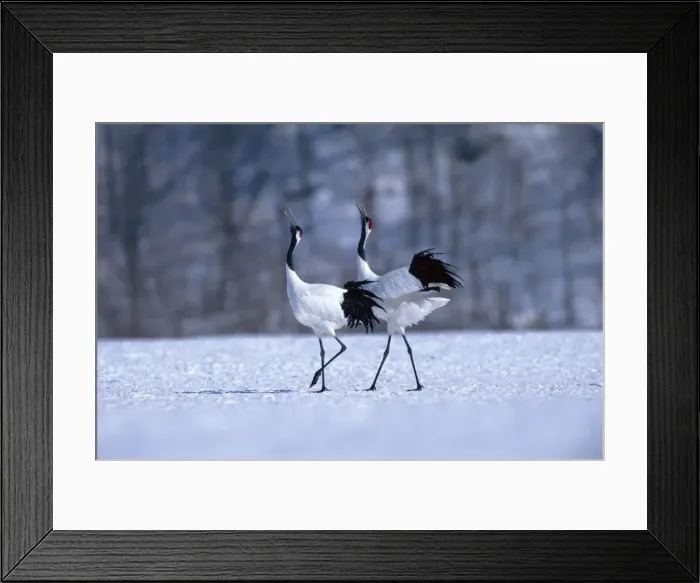 Framed Print : Red-crowned Crane - Courtship display - Kushiro Shitsugen National Park - Hokkaido - Japan - eastern Eurasia JPF39087 Framed Print : Red-crowned Crane - Courtship display - Kushiro Shitsugen National Park - Hokkaido - Japan - eastern Eurasia JPF39087