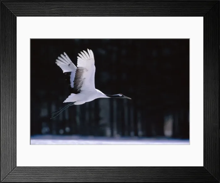 Framed Print : Red-crowned Crane - In flight - Kushiro Shitsugen National Park - Hokkaido - Japan - eastern Eurasia JPF40102 Framed Print : Red-crowned Crane - In flight - Kushiro Shitsugen National Park - Hokkaido - Japan - eastern Eurasia JPF40102