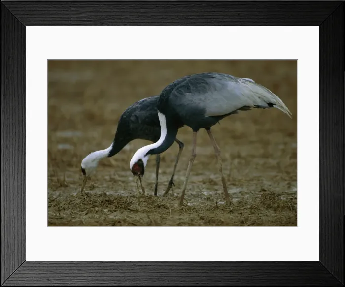 Framed Print : White-naped Crane - Wintering birds feeding - Arasaki swamps - Kagoshima Prefecture - Kyushu - Japan - central Asia to Japan JPF39816 Framed Print : White-naped Crane - Wintering birds feeding - Arasaki swamps - Kagoshima Prefecture - Kyushu - Japan - central Asia to Japan JPF39816