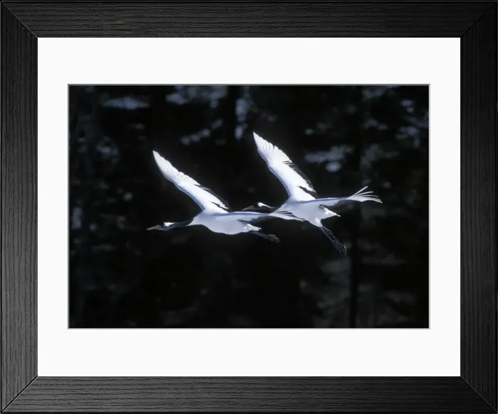 Framed Print : Red-crowned Crane - In flight - Kushiro Shitsugen National Park - Hokkaido - Japan - eastern Eurasia JPF40096 Framed Print : Red-crowned Crane - In flight - Kushiro Shitsugen National Park - Hokkaido - Japan - eastern Eurasia JPF40096