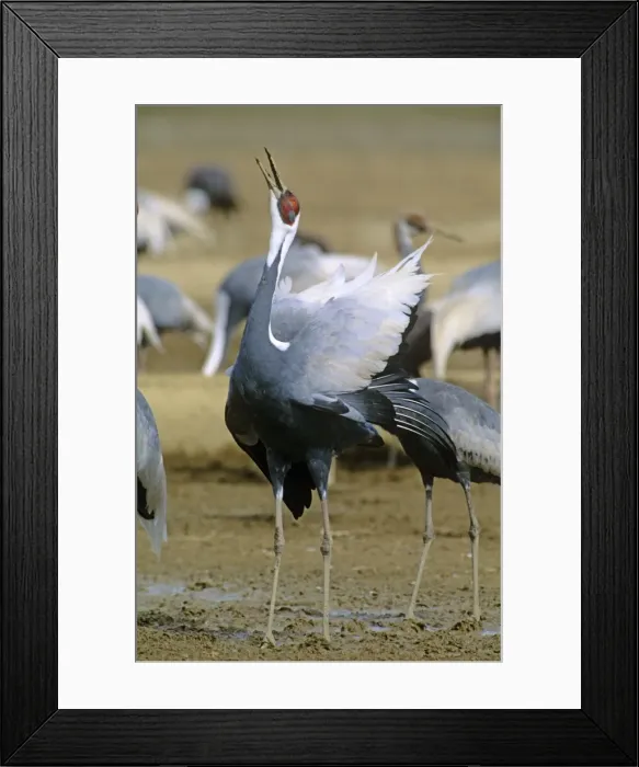 Framed Print : White-naped Crane - Courtship display of wintering birds - Arasaki swamps - Kagoshima Prefecture - Kyushu - Japan - central Asia to Japan JPF39865 Framed Print : White-naped Crane - Courtship display of wintering birds - Arasaki swamps - Kagoshima Prefecture - Kyushu - Japan - central Asia to Japan JPF39865