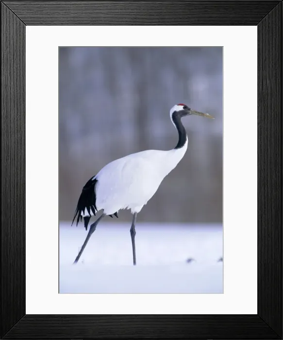 Framed Print : Red-crowned Crane - Kushiro Shitsugen National Park - Hokkaido - Japan - eastern Eurasia JPF40188 Framed Print : Red-crowned Crane - Kushiro Shitsugen National Park - Hokkaido - Japan - eastern Eurasia JPF40188