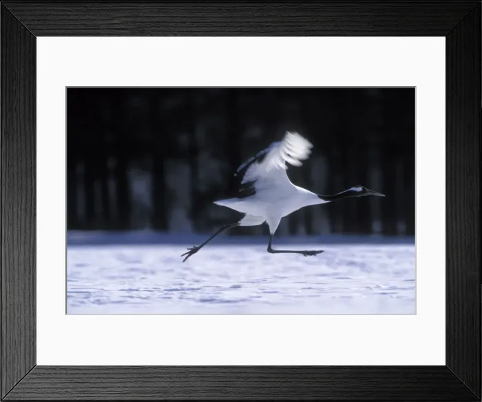 Framed Print : Red-crowned Crane - Running to take flight - Kushiro Shitsugen National Park - Hokkaido - Japan - eastern Eurasia JPF40103 Framed Print : Red-crowned Crane - Running to take flight - Kushiro Shitsugen National Park - Hokkaido - Japan - eastern Eurasia JPF40103