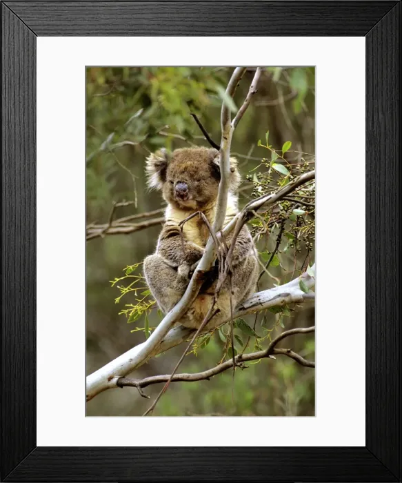 Framed Print : Koala - In tree - Kangaroo Island - South Australia JPF40520 Framed Print : Koala - In tree - Kangaroo Island - South Australia JPF40520