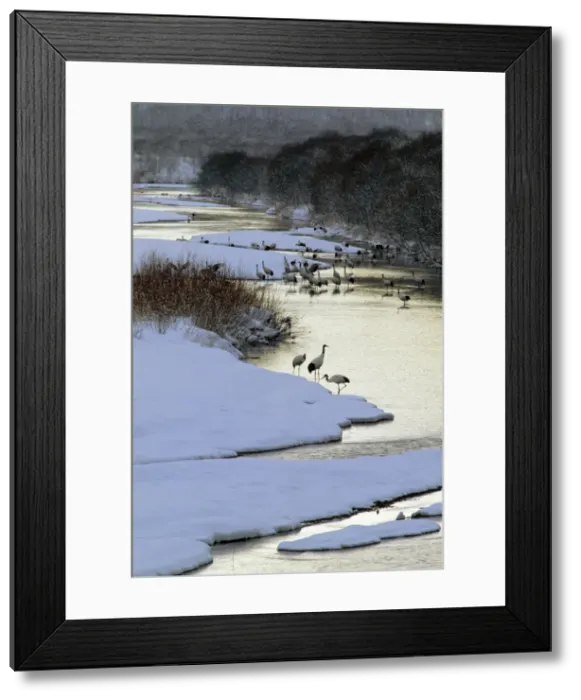 Framed Print : Red-crowned Crane - By river - Kushiro Shitsugen National Park - Hokkaido - Japan - eastern Eurasia JPF40172 Framed Print : Red-crowned Crane - By river - Kushiro Shitsugen National Park - Hokkaido - Japan - eastern Eurasia JPF40172