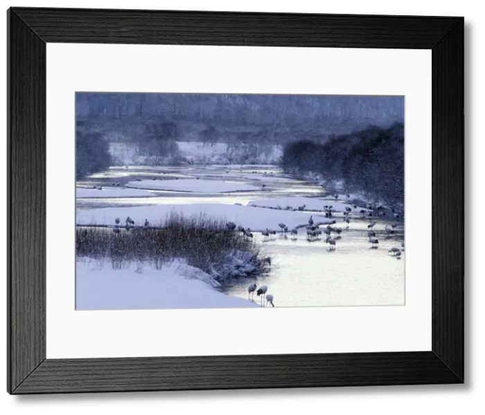 Framed Print : Red-crowned Crane - By river - Kushiro Shitsugen National Park - Hokkaido - Japan - eastern Eurasia JPF40181 Framed Print : Red-crowned Crane - By river - Kushiro Shitsugen National Park - Hokkaido - Japan - eastern Eurasia JPF40181