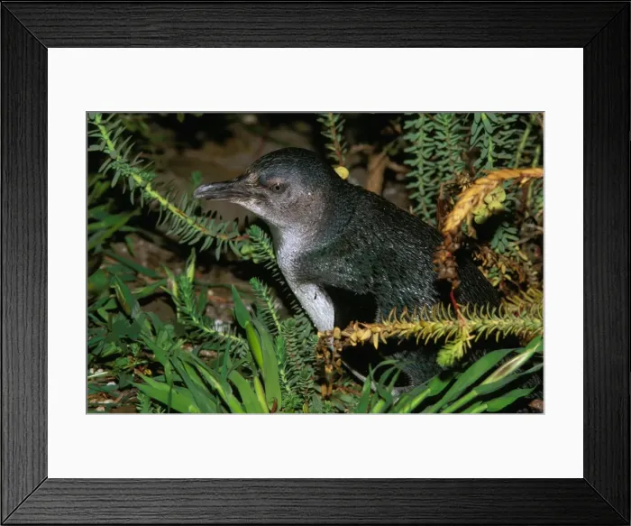 Framed Print : Little Penguin - Kangaroo Island - South Australia JPF40341 Framed Print : Little Penguin - Kangaroo Island - South Australia JPF40341