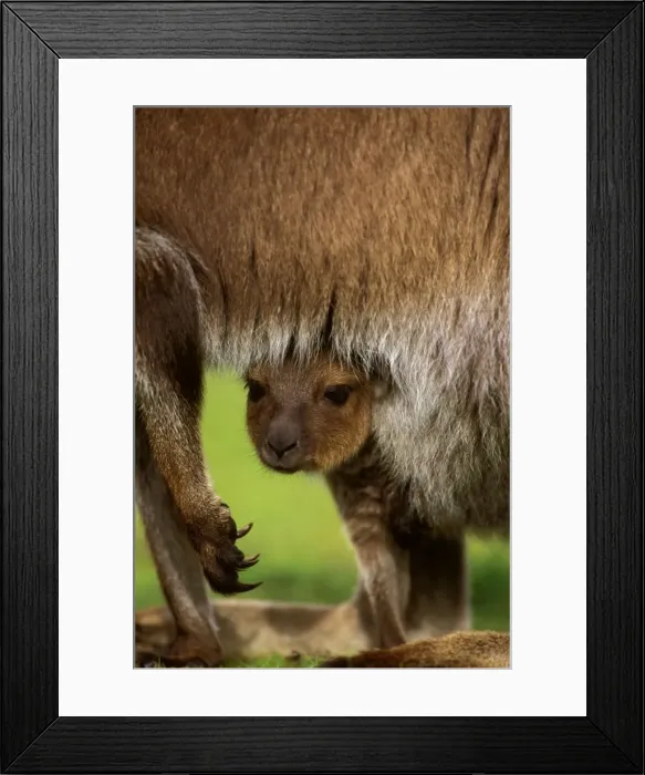 Framed Print : Kangaroo Island Western Grey Kangaroo - joey in pouch - Flinders Chase National Park - Kangaroo Island - South Australia JPF40691 Framed Print : Kangaroo Island Western Grey Kangaroo - joey in pouch - Flinders Chase National Park - Kangaroo Island - South Australia JPF40691
