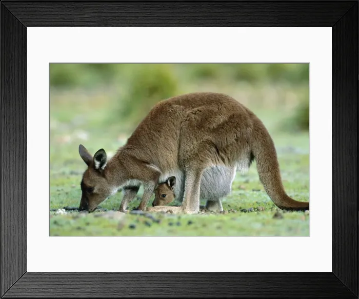 Framed Print : Kangaroo Island Western Grey Kangaroo - Mother and joey in pouch - Flinders Chase National Park - Kangaroo Island - South Australia JPF40666 Framed Print : Kangaroo Island Western Grey Kangaroo - Mother and joey in pouch - Flinders Chase National Park - Kangaroo Island - South Australia JPF40666