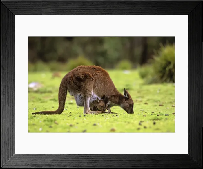 Framed Print : Kangaroo Island Western Grey Kangaroo - Mother feeding with joey in pouch - Flinders Chase National Park - Kangaroo Island - South Australia JPF40643 Framed Print : Kangaroo Island Western Grey Kangaroo - Mother feeding with joey in pouch - Flinders Chase National Park - Kangaroo Island - South Australia JPF40643