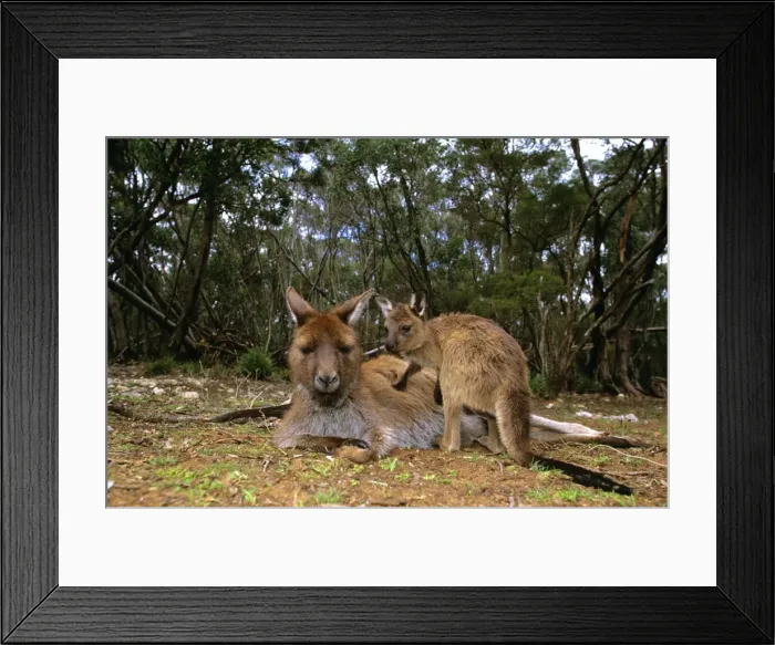 Framed Print : Kangaroo Island Western Grey Kangaroo - Mother and young - Flinders Chase National Park - Kangaroo Island - South Australia JPF40525 Framed Print : Kangaroo Island Western Grey Kangaroo - Mother and young - Flinders Chase National Park - Kangaroo Island - South Australia JPF40525