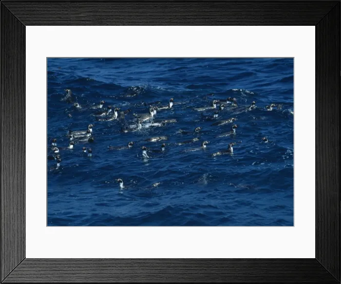 Framed Print : Humboldt Penguin - Group swimming - Pajaros Island - Chile - Peru to Chile JPF42573 Framed Print : Humboldt Penguin - Group swimming - Pajaros Island - Chile - Peru to Chile JPF42573