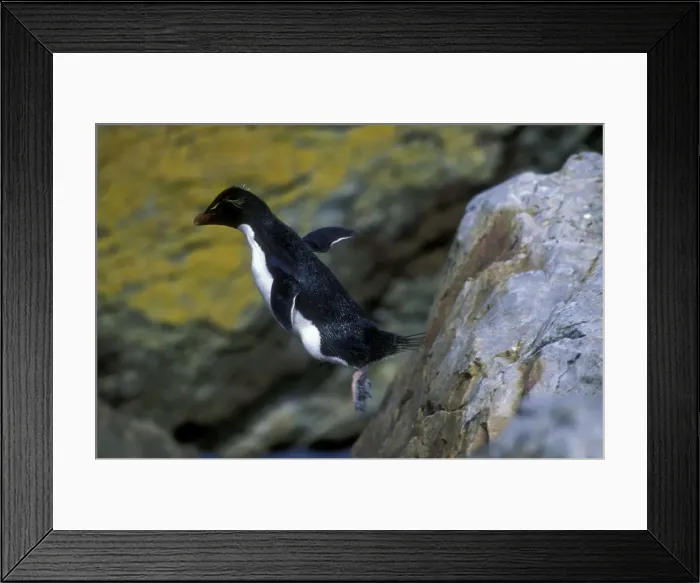 Framed Print : Rockhopper Penguin - hopping, Steeple Jason Island, Falkland Islands, South Atlantic, Islands in the southern oceans JPF42079 Framed Print : Rockhopper Penguin - hopping, Steeple Jason Island, Falkland Islands, South Atlantic, Islands in the southern oceans JPF42079