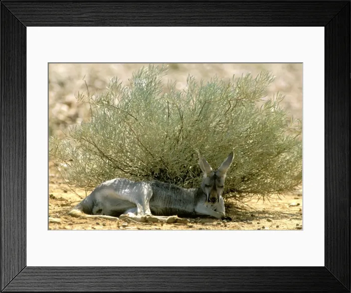 Framed Print : Red Kangaroo - Sleeping in shade during heat - Australia JPF43190 Framed Print : Red Kangaroo - Sleeping in shade during heat - Australia JPF43190