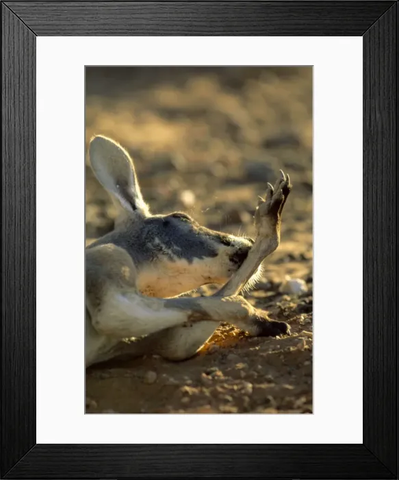 Framed Print : Red Kangaroo - Licking forearm to cool down (by evaporation), Western New South Wales, Australia JPF43457 Framed Print : Red Kangaroo - Licking forearm to cool down (by evaporation), Western New South Wales, Australia JPF43457