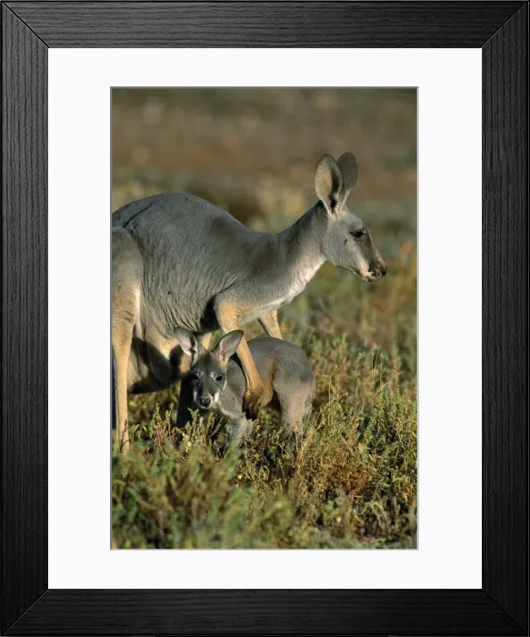 Framed Print : Red Kangaroo (Macropus rufus) female and joey, Western New South Wales, Australia JPF43447 Framed Print : Red Kangaroo (Macropus rufus) female and joey, Western New South Wales, Australia JPF43447