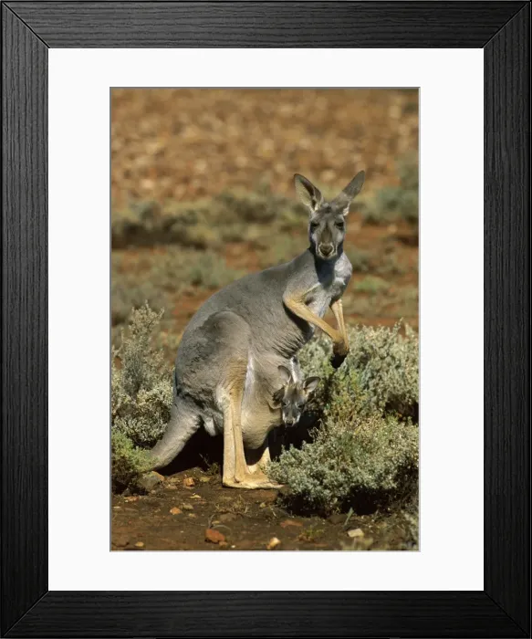 Framed Print : Red Kangaroo (Macropus rufus) female with joey in pouch, Kinchega National Park, far western New South Wales, Australia JPF43442 Framed Print : Red Kangaroo (Macropus rufus) female with joey in pouch, Kinchega National Park, far western New South Wales, Australia JPF43442