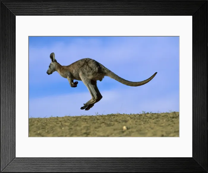 Framed Print : Wallaroo / Euro - Bounding, Sturt National Park, New South Wales, Australia JPF43369 Framed Print : Wallaroo / Euro - Bounding, Sturt National Park, New South Wales, Australia JPF43369