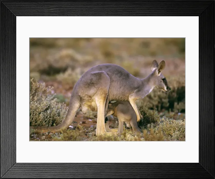 Framed Print : Red Kangaroo (Macropus rufus) female with joey suckling (half in pouch), Western New South Wales, Australia JPF43197 Framed Print : Red Kangaroo (Macropus rufus) female with joey suckling (half in pouch), Western New South Wales, Australia JPF43197