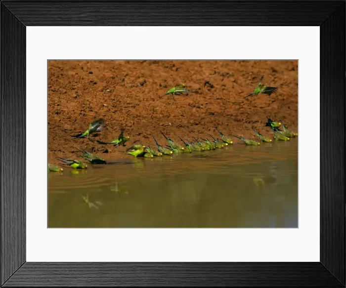 Framed Print : Budgerigar - Drinking from pool - Far western New South Wales, Australia, introduced to southeastern United States JPF43663 Framed Print : Budgerigar - Drinking from pool - Far western New South Wales, Australia, introduced to southeastern United States JPF43663