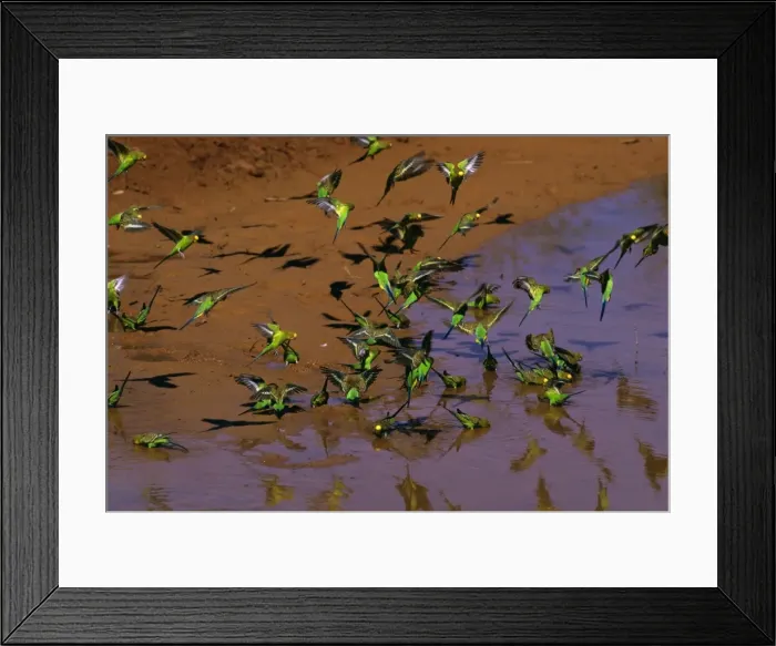 Framed Print : Budgerigar - Drinking from pool - Far western New South Wales, Australia, Australia, introduced to southeastern United States JPF43662 Framed Print : Budgerigar - Drinking from pool - Far western New South Wales, Australia, Australia, introduced to southeastern United States JPF43662