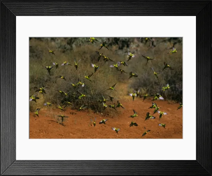Framed Print : Budgerigar - Flock in flight - Far western New South Wales, Australia, Australia, introduced to southeastern United States JPF43661 Framed Print : Budgerigar - Flock in flight - Far western New South Wales, Australia, Australia, introduced to southeastern United States JPF43661