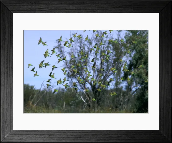 Framed Print : Budgerigar - flock in flight, Far western New South Wales, Australia, introduced to southeastern United States JPF43656 Framed Print : Budgerigar - flock in flight, Far western New South Wales, Australia, introduced to southeastern United States JPF43656