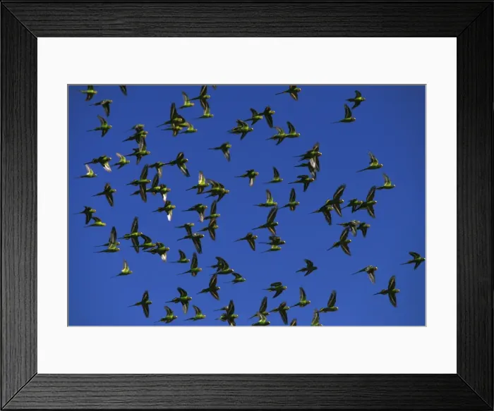 Framed Print : Budgerigar (Melopsittacus undulatus) flock in flight, Far western New South Wales, Australia, Australia, introduced to southeastern United States JPF43649 Framed Print : Budgerigar (Melopsittacus undulatus) flock in flight, Far western New South Wales, Australia, Australia, introduced to southeastern United States JPF43649
