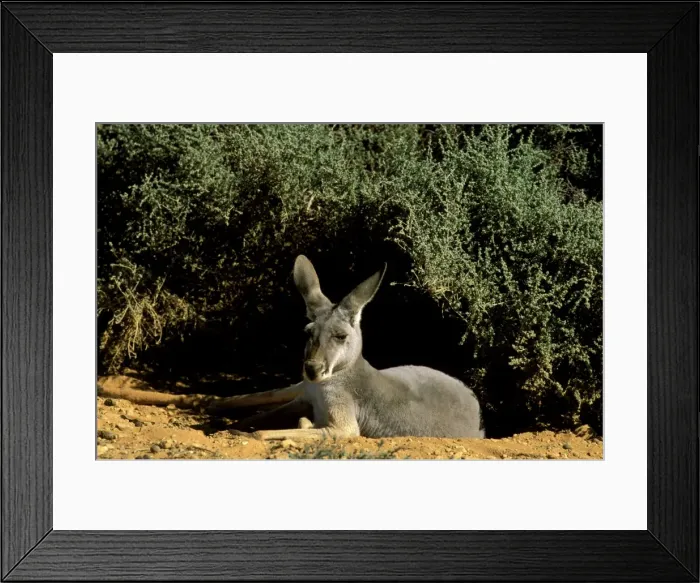 Framed Print : Red Kangaroo - Female lying down in shade - Kinchega National Park, far western New South Wales, Australia JPF43971 Framed Print : Red Kangaroo - Female lying down in shade - Kinchega National Park, far western New South Wales, Australia JPF43971