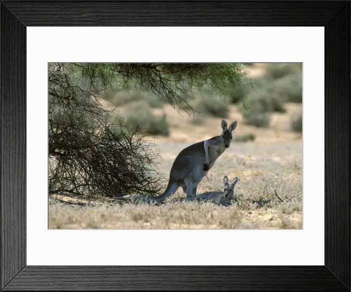 Framed Print : Red Kangaroo Lying down in shade, Kinchega National Park, far western New South Wales, Australia JPF44006 Framed Print : Red Kangaroo Lying down in shade, Kinchega National Park, far western New South Wales, Australia JPF44006