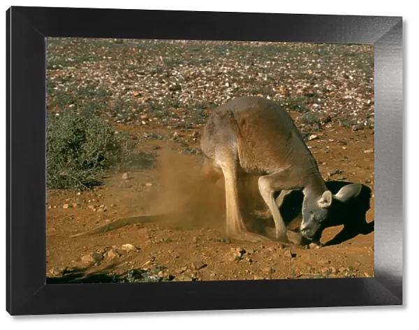 Red Kangaroo - digging ‘hip hole before lying down - Australia JPF44031