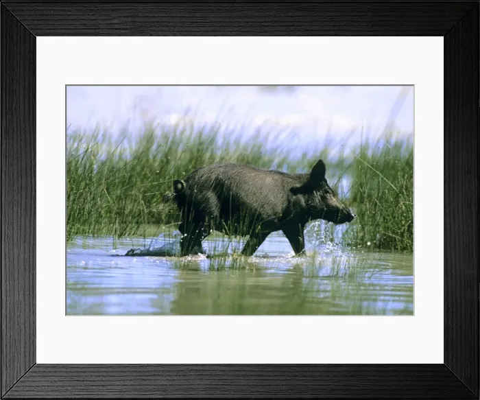 Framed Print : Feral Pig - Walking through water - Kinchega National Park, far western New South Wales, Australia JPF44307 Framed Print : Feral Pig - Walking through water - Kinchega National Park, far western New South Wales, Australia JPF44307