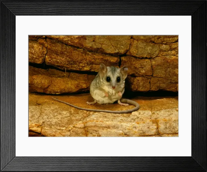 Framed Print : Long-tailed Dunnart - Central Australia JPF44539 Framed Print : Long-tailed Dunnart - Central Australia JPF44539