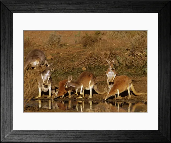Framed Print : Red Kangaroo - Group drinking at pool - Kinchega National Park, far western New South Wales, Australia JPF44830 Framed Print : Red Kangaroo - Group drinking at pool - Kinchega National Park, far western New South Wales, Australia JPF44830
