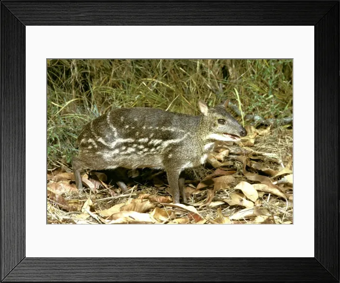 Framed Print : Indian Chevrotain / Spotted Mouse Deer - Tamil Nadu, India JPF16636 Framed Print : Indian Chevrotain / Spotted Mouse Deer - Tamil Nadu, India JPF16636