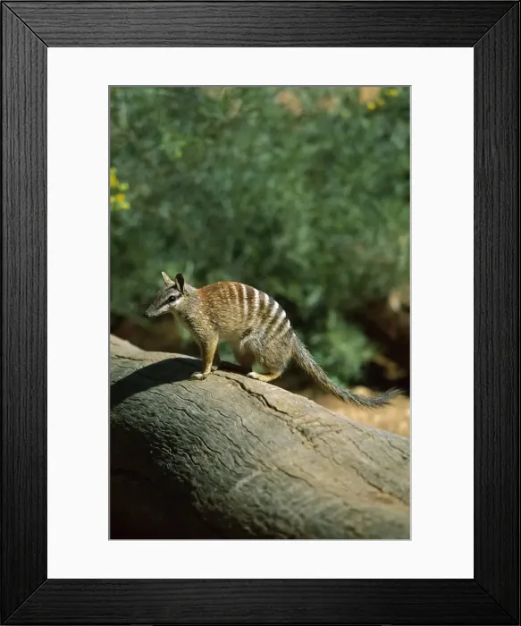 Framed Print : Numbat - Southwest Western Australia JPF46561 Framed Print : Numbat - Southwest Western Australia JPF46561