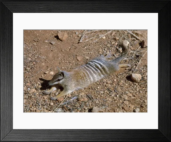 Framed Print : Numbat - Sunning itself, Southwest Western Australia JPF46560 Framed Print : Numbat - Sunning itself, Southwest Western Australia JPF46560