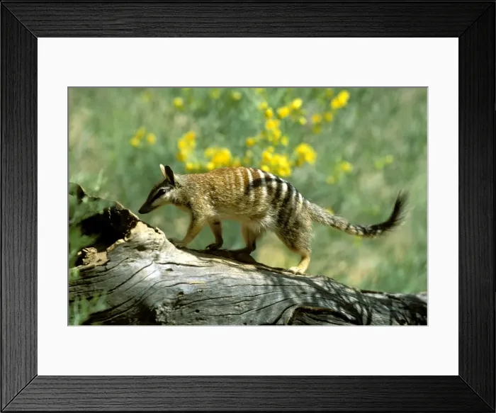 Framed Print : Numbat (Myrmecobius fasciatus) walking on fallen tree, Southwest Western Australia JPF46559