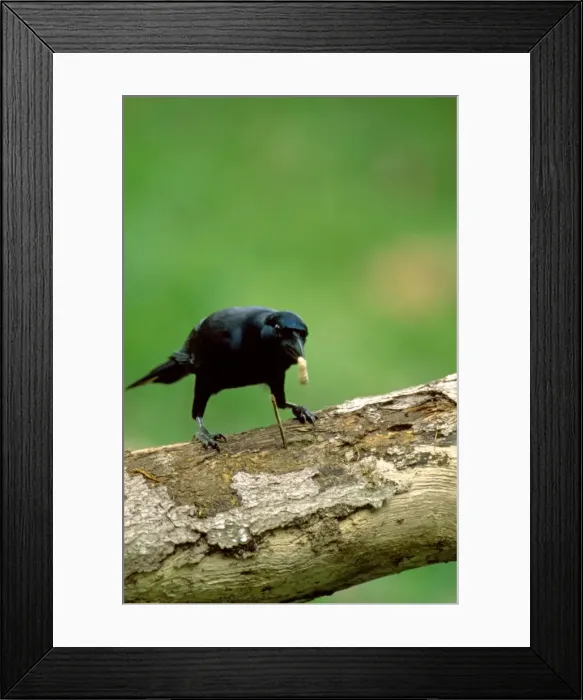 Framed Print : New Caledonian Crow - Using tool to dislodge worms - New Caledonia JPF46236 Framed Print : New Caledonian Crow - Using tool to dislodge worms - New Caledonia JPF46236
