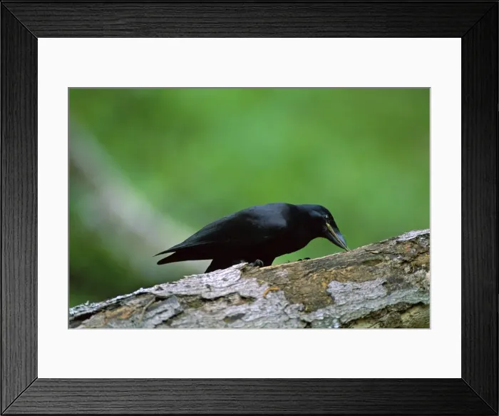 Framed Print : New Caledonian Crow - Using tool to dislodge worms - New Caledonia JPF46232 Framed Print : New Caledonian Crow - Using tool to dislodge worms - New Caledonia JPF46232