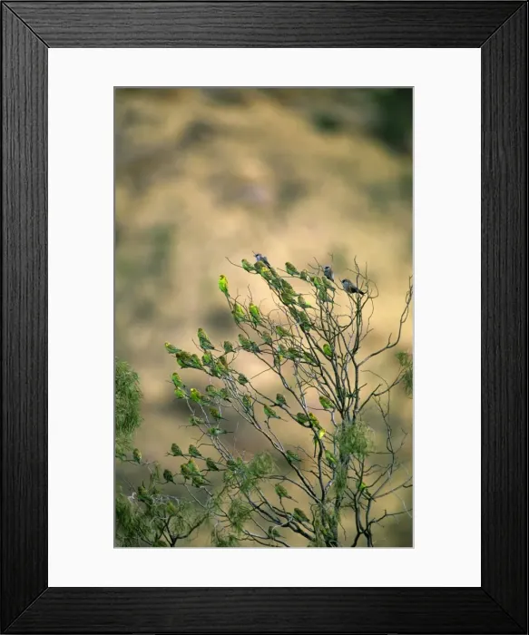 Framed Print : Budgerigar - Flock in tree - Far western New South Wales, Australia, Australia, introduced to southeastern United States JPF45810 Framed Print : Budgerigar - Flock in tree - Far western New South Wales, Australia, Australia, introduced to southeastern United States JPF45810