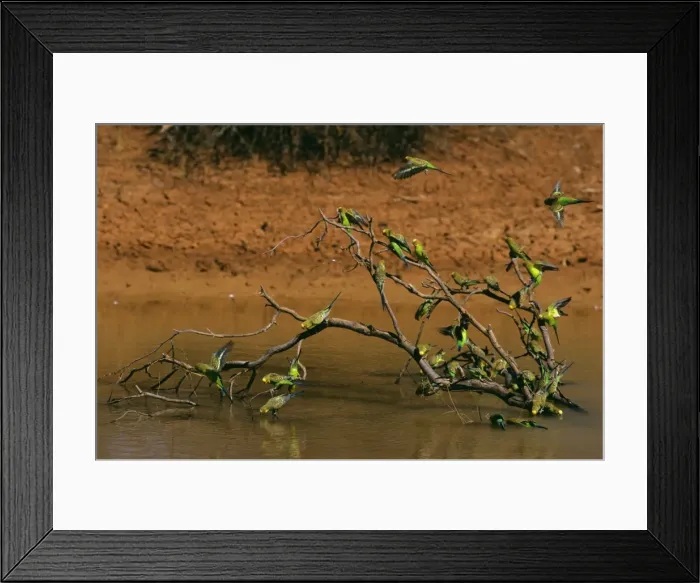 Framed Print : Budgerigar - Flock drinkking from pool - Far western New South Wales Australia, introduced to southeastern United States JPF45806 Framed Print : Budgerigar - Flock drinkking from pool - Far western New South Wales Australia, introduced to southeastern United States JPF45806