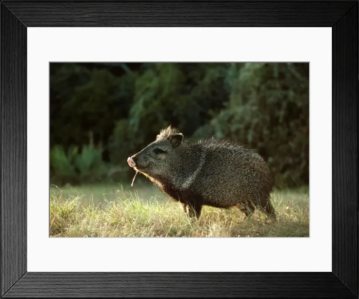 Framed Print : Collared Peccary / Javelina - Texas, USA, Central & South America JPF16619 Framed Print : Collared Peccary / Javelina - Texas, USA, Central & South America JPF16619